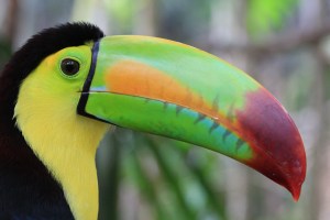 toucan